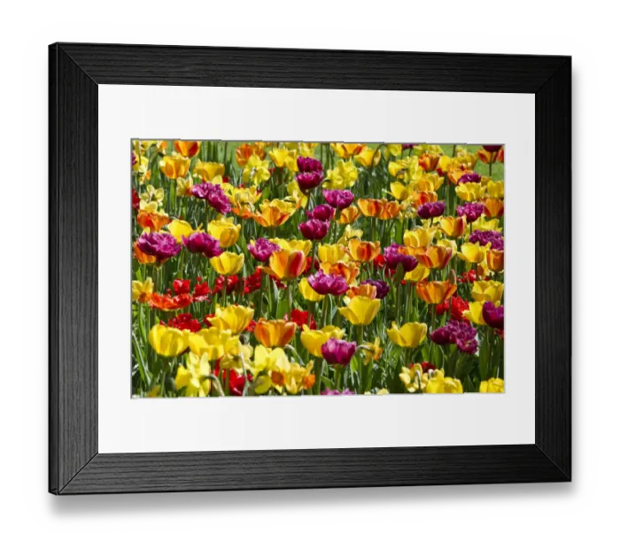 Framed Print : Blooming colourful Tulips -Tulipa-, Germany Framed Print : Blooming colourful Tulips -Tulipa-, Germany