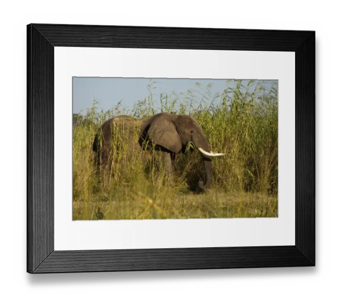 Framed Print : African Elephant -Loxodonta africana- feeding on high reeds on the river banks of the Zambezi, Lower Zambezi, Zambia