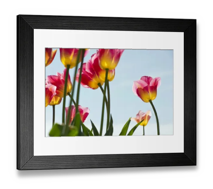 Framed Print : Tulips, Mainau, Konstanz, Baden-Wurttemberg, Germany Framed Print : Tulips, Mainau, Konstanz, Baden-Wurttemberg, Germany