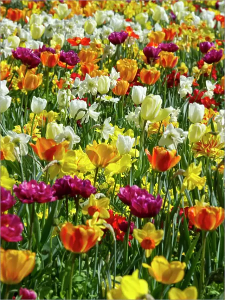 Colourful tulips and daffodils, Mainau, Konstanz, Baden-Wurttemberg, Germany