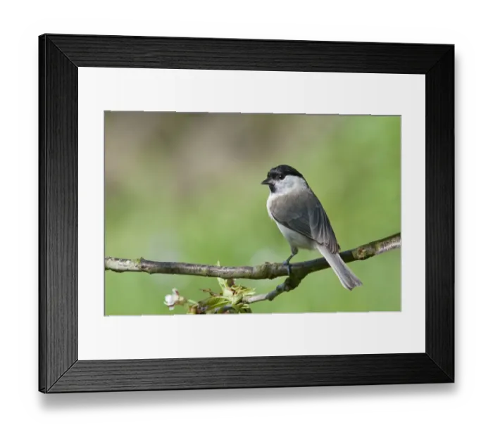Framed Print : Marsh Tit -Parus palustris-, Untergroeningen, Baden-Wuerttemberg, Germany, Europe Framed Print : Marsh Tit -Parus palustris-, Untergroeningen, Baden-Wuerttemberg, Germany, Europe
