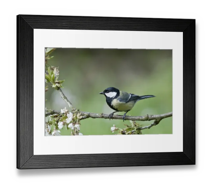Framed Print : Great Tit -Parus major- in the branches of a cherry tree, Untergroeningen, Baden-Wuerttemberg, Germany, Europe Framed Print : Great Tit -Parus major- in the branches of a cherry tree, Untergroeningen, Baden-Wuerttemberg, Germany, Europe