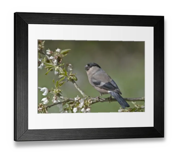 Framed Print : Bullfinch -Pyrrhula pyrrhula-, female on a blossoming cherry tree, Untergroeningen, Baden-Wuerttemberg, Germany, Europe Framed Print : Bullfinch -Pyrrhula pyrrhula-, female on a blossoming cherry tree, Untergroeningen, Baden-Wuerttemberg, Germany, Europe