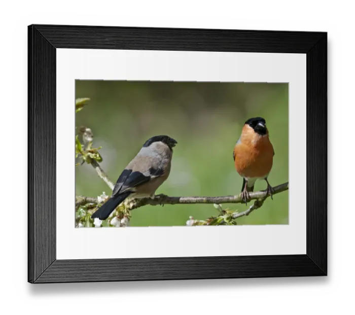 Framed Print : Bullfinch -Pyrrhula pyrrhula-, couple in the branches of a cherry tree, Untergroeningen, Baden-Wuerttemberg, Germany, Europe Framed Print : Bullfinch -Pyrrhula pyrrhula-, couple in the branches of a cherry tree, Untergroeningen, Baden-Wuerttemberg, Germany, Europe