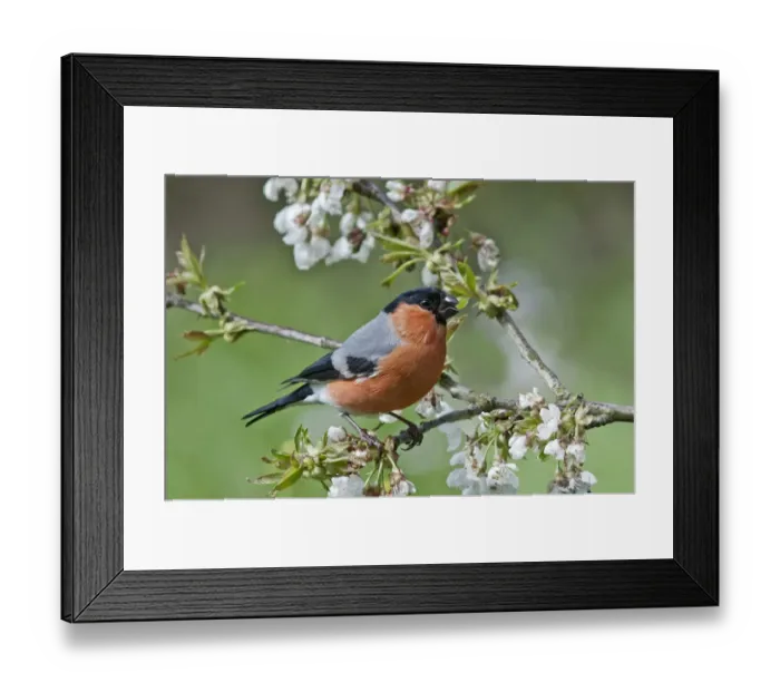 Framed Print : Bullfinch -Pyrrhula pyrrhula-, male on a blossoming cherry tree, Untergroeningen, Baden-Wuerttemberg, Germany, Europe Framed Print : Bullfinch -Pyrrhula pyrrhula-, male on a blossoming cherry tree, Untergroeningen, Baden-Wuerttemberg, Germany, Europe