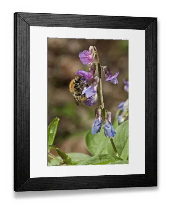 Framed Print : Spring Vetchling or Vetch or Spring Pea -Lathyrus vernus-, flowering branch, Untergroeningen, Baden-Wuerttemberg, Germany, Europe Framed Print : Spring Vetchling or Vetch or Spring Pea -Lathyrus vernus-, flowering branch, Untergroeningen, Baden-Wuerttemberg, Germany, Europe