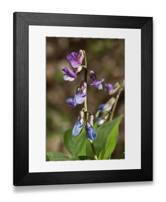 Framed Print : Spring Vetchling or Vetch or Spring Pea -Lathyrus vernus-, flowering branch, Untergroeningen, Baden-Wuerttemberg, Germany, Europe