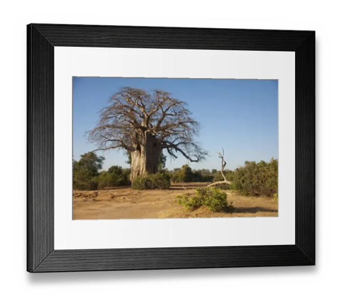 Framed Print : African Baobab -Adansonia digitata- in bushland, Lower Zambezi, Zambia Framed Print : African Baobab -Adansonia digitata- in bushland, Lower Zambezi, Zambia