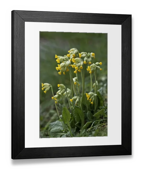 Framed Print : Cowslip -Primula veris-, Untergroeningen, Baden-Wuerttemberg, Germany, Europe Framed Print : Cowslip -Primula veris-, Untergroeningen, Baden-Wuerttemberg, Germany, Europe