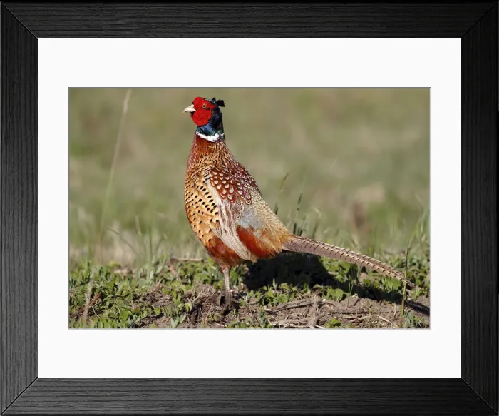 Framed Print : Common pheasant -Phasianus colchicus-, male, standing in a meadow, Lake Neusiedl, Burgenland, Austria, Europe Framed Print : Common pheasant -Phasianus colchicus-, male, standing in a meadow, Lake Neusiedl, Burgenland, Austria, Europe