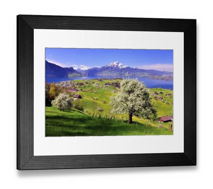 Framed Print : Fruit trees in full bloom near Weggis, Lake Lucerne and Mount Pilatus at the back, Canton of Lucerne, Switzerland Framed Print : Fruit trees in full bloom near Weggis, Lake Lucerne and Mount Pilatus at the back, Canton of Lucerne, Switzerland