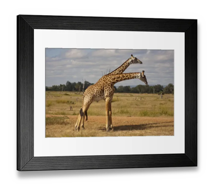 Framed Print : Two young Giraffes -Giraffa camelopardalis- standing side by side, South Luangwa, Zambia Framed Print : Two young Giraffes -Giraffa camelopardalis- standing side by side, South Luangwa, Zambia