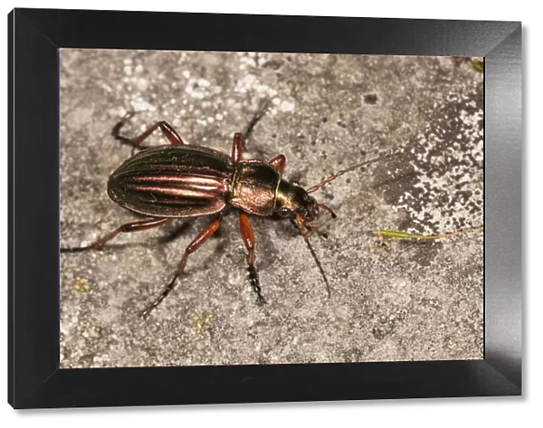Golden ground beetle -Carabus auratus-, Untergroeningen, Baden-Wuerttemberg, Germany, Europe