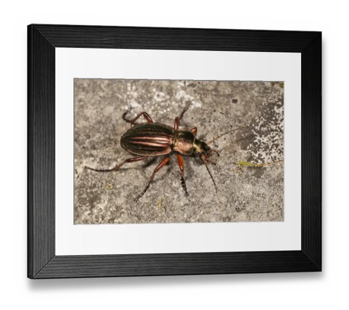 Framed Print : Golden ground beetle -Carabus auratus-, Untergroeningen, Baden-Wuerttemberg, Germany, Europe