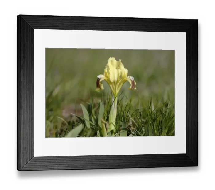 Framed Print : Dwarf iris -Iris pumila-, variety with yellow blossoms, Lake Neusiedl, Burgenland, Austria, Europe Framed Print : Dwarf iris -Iris pumila-, variety with yellow blossoms, Lake Neusiedl, Burgenland, Austria, Europe