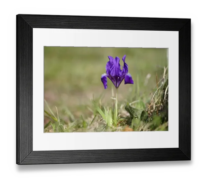 Framed Print : Dwarf iris -Iris pumila-, variety with blue blossoms, Lake Neusiedl, Burgenland, Austria, Europe