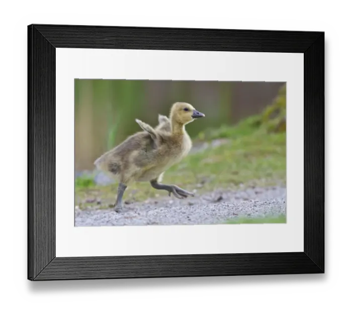 Framed Print : Greylag Goose -anser anser-, gosling, North Hesse, Hesse, Germany Framed Print : Greylag Goose -anser anser-, gosling, North Hesse, Hesse, Germany
