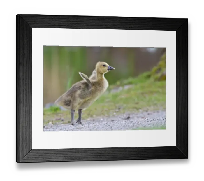 Framed Print : Greylag Goose -anser anser-, gosling, North Hesse, Hesse, Germany Framed Print : Greylag Goose -anser anser-, gosling, North Hesse, Hesse, Germany