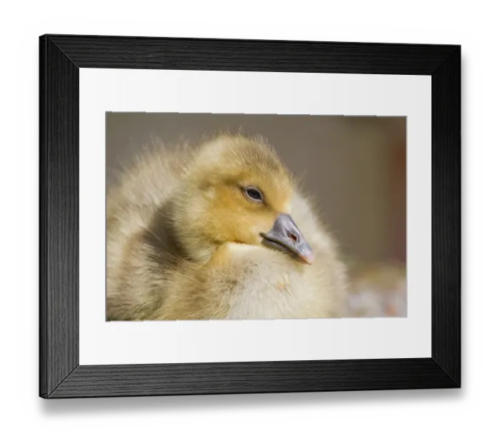 Framed Print : Greylag Goose -anser anser-, gosling, North Hesse, Hesse, Germany