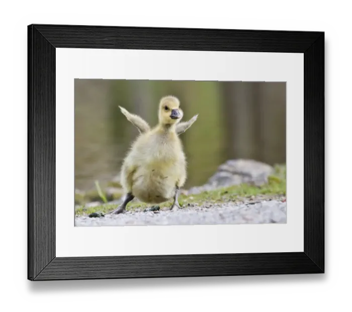 Framed Print : Greylag Goose -anser anser-, gosling, North Hesse, Hesse, Germany Framed Print : Greylag Goose -anser anser-, gosling, North Hesse, Hesse, Germany