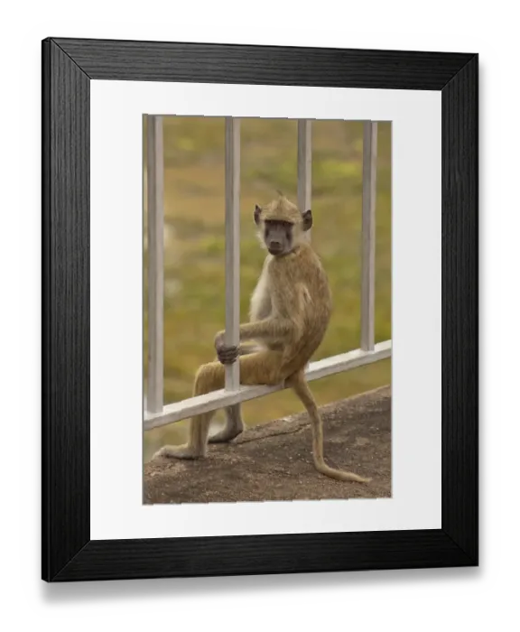 Framed Print : Baboon -Papio sp. - sitting relaxed on a bridge railing, South Luangwa, Zambia