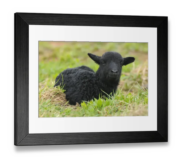 Framed Print : Newborn black lamb on a meadow, Heligoland, Schleswig-Holstein, Germany Framed Print : Newborn black lamb on a meadow, Heligoland, Schleswig-Holstein, Germany