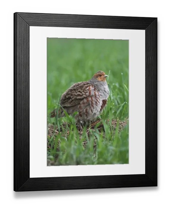 Framed Print : Partridge -Perdix perdix-, standing in a field, Lower Austria, Austria, Europe Framed Print : Partridge -Perdix perdix-, standing in a field, Lower Austria, Austria, Europe