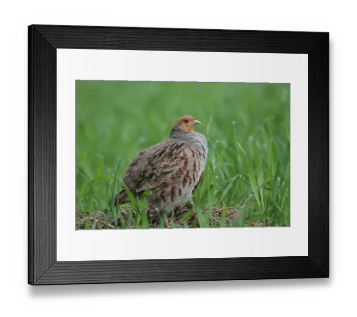 Framed Print : Partridge -Perdix perdix-, standing in a field, Lower Austria, Austria, Europe Framed Print : Partridge -Perdix perdix-, standing in a field, Lower Austria, Austria, Europe