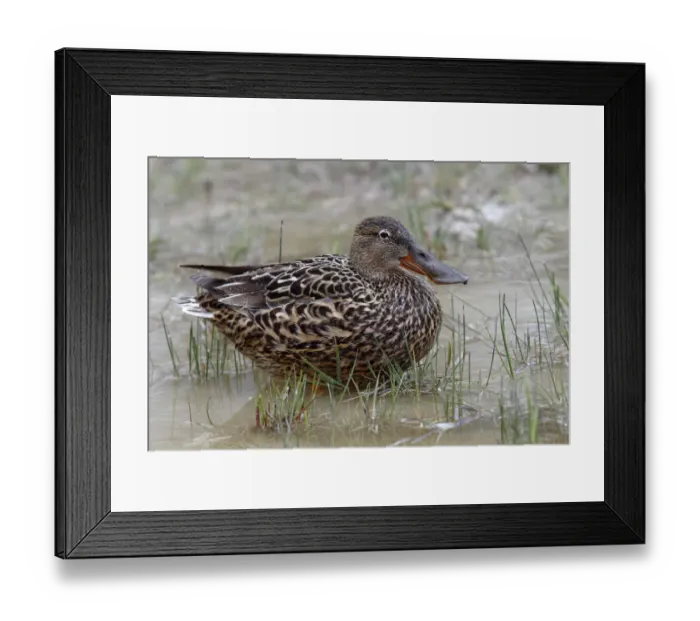 Framed Print : Shoveler or Shoveller -Anas clypeata-, female standing in shallow water, Lake Neusiedl, Burgenland, Austria, Europe Framed Print : Shoveler or Shoveller -Anas clypeata-, female standing in shallow water, Lake Neusiedl, Burgenland, Austria, Europe