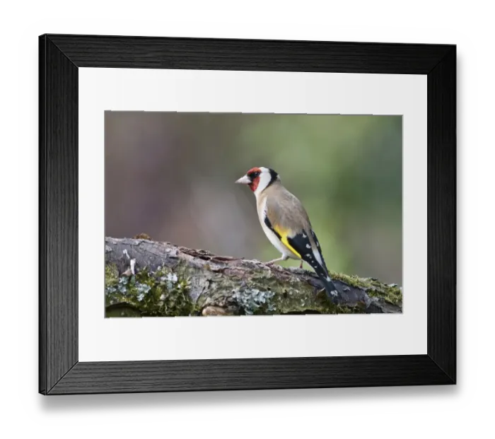 Framed Print : European Goldfinch -Carduelis Carduelis- foraging in an apple tree, Untergroeningen, Baden-Wuerttemberg, Germany, Europe Framed Print : European Goldfinch -Carduelis Carduelis- foraging in an apple tree, Untergroeningen, Baden-Wuerttemberg, Germany, Europe
