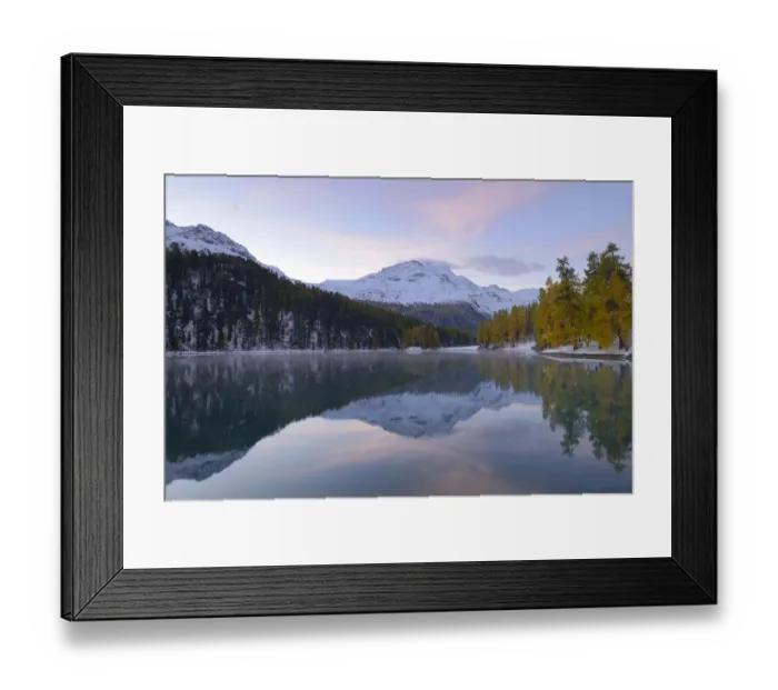 Framed Print : Lake Champfer with an autumnal coloured Larch -Larix- forest with Piz da la Margna at the rear, Pontresina, Grisons, Engadine, Switzerland, Europe Framed Print : Lake Champfer with an autumnal coloured Larch -Larix- forest with Piz da la Margna at the rear, Pontresina, Grisons, Engadine, Switzerland, Europe