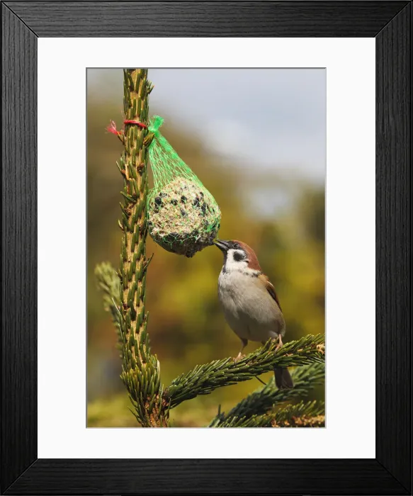 Framed Print : Eurasian Tree Sparrow -Passer montanus- on a birdseed ball, Schleswig-Holstein, Germany, Europe