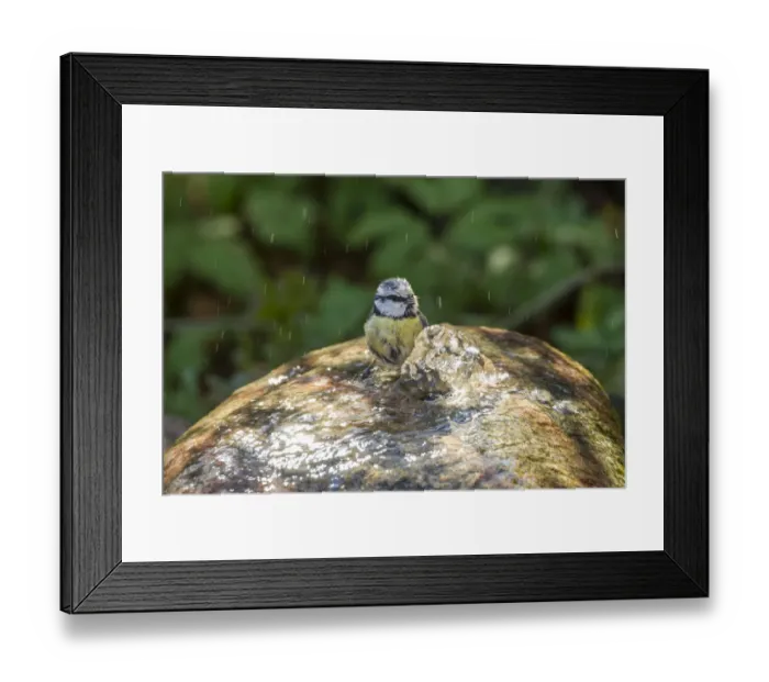 Framed Print : Blue Tit -Cyanistes caeruleus syn Parus caeruleus-, taking a bath, Fuldabruck, Fuldabruck, Hesse, Germany