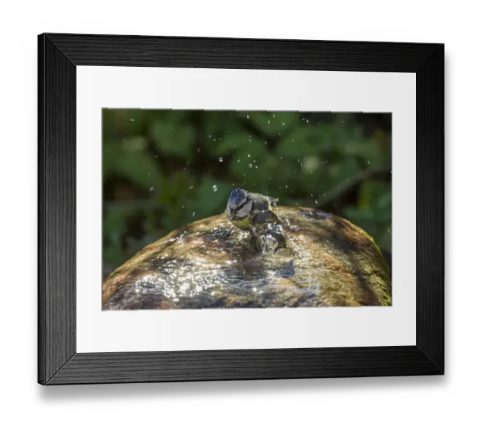 Framed Print : Blue Tit -Cyanistes caeruleus syn Parus caeruleus-, taking a bath, Fuldabruck, Fuldabruck, Hesse, Germany