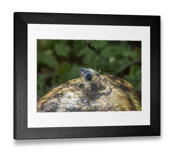 Framed Print : Blue Tit -Cyanistes caeruleus syn Parus caeruleus-, taking a bath, Fuldabruck, Fuldabruck, Hesse, Germany