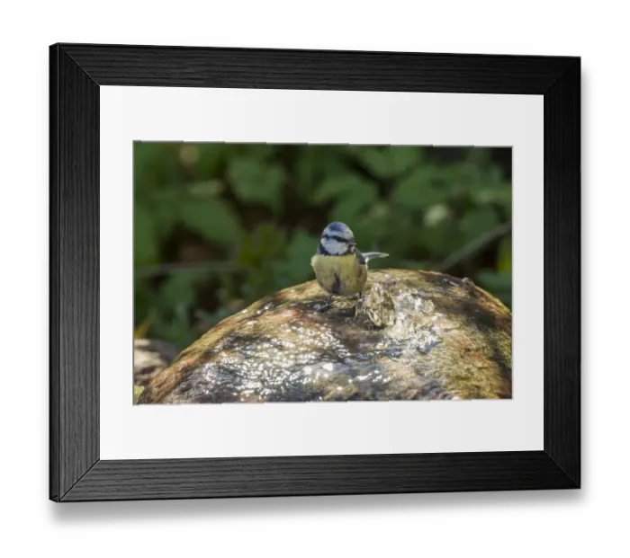 Framed Print : Blue Tit -Cyanistes caeruleus syn Parus caeruleus-, Fuldabruck, Hesse, Germany