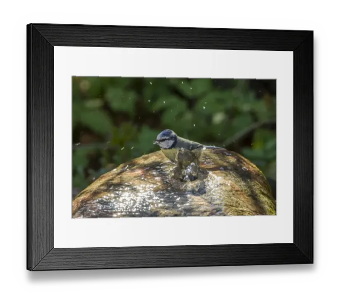 Framed Print : Blue Tit -Cyanistes caeruleus syn Parus caeruleus-, Fuldabruck, Hesse, Germany Framed Print : Blue Tit -Cyanistes caeruleus syn Parus caeruleus-, Fuldabruck, Hesse, Germany