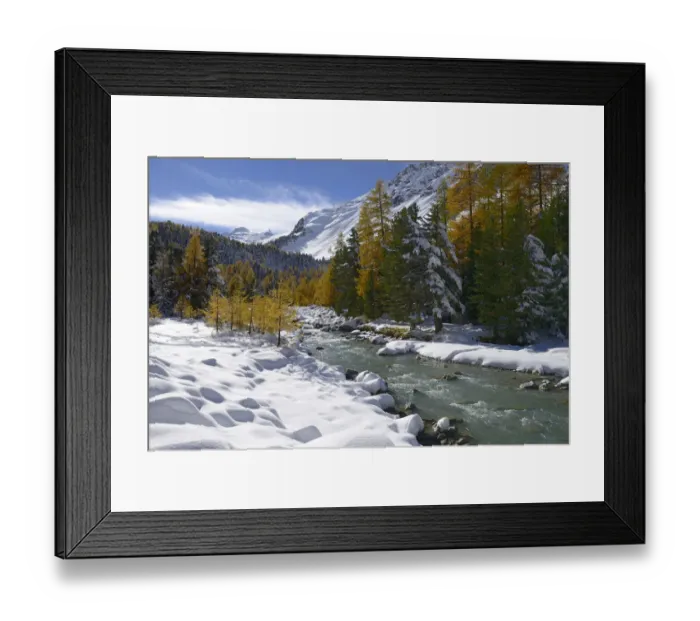 Framed Print : Autumnal coloured Larch -Larix- forest in the freshly snow-covered Val Roseg valley, Pontresina, Grisons, Engadine, Switzerland, Europe Framed Print : Autumnal coloured Larch -Larix- forest in the freshly snow-covered Val Roseg valley, Pontresina, Grisons, Engadine, Switzerland, Europe