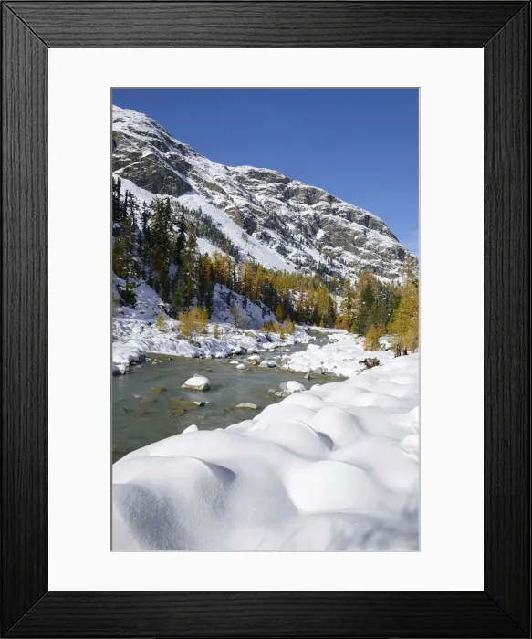 Framed Print : Autumnal coloured Larch -Larix- forest in the freshly snow-covered Val Roseg valley, Pontresina, Grisons, Engadine, Switzerland, Europe Framed Print : Autumnal coloured Larch -Larix- forest in the freshly snow-covered Val Roseg valley, Pontresina, Grisons, Engadine, Switzerland, Europe