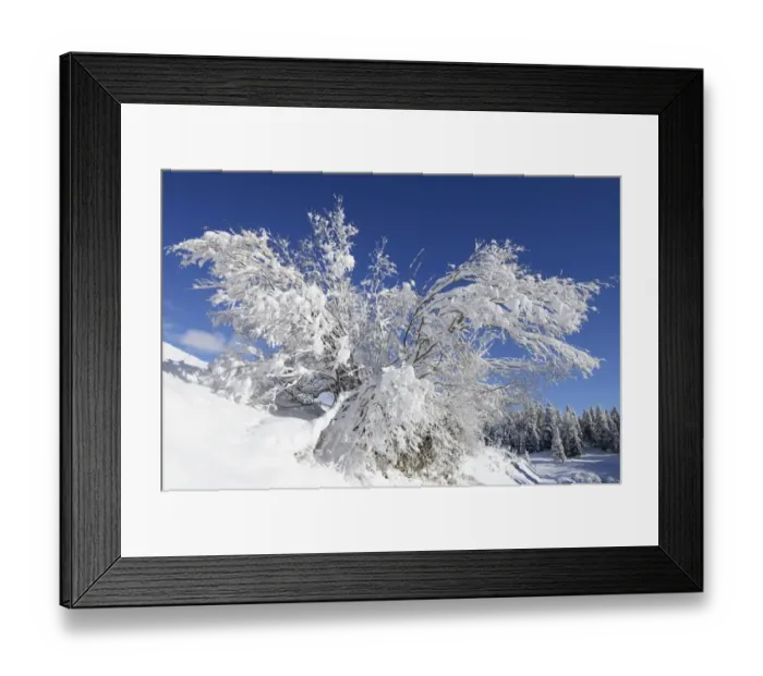 Framed Print : Freshly snow-covered shrub, St. Moritz, Engadine, Grisons, Switzerland, Europe Framed Print : Freshly snow-covered shrub, St. Moritz, Engadine, Grisons, Switzerland, Europe