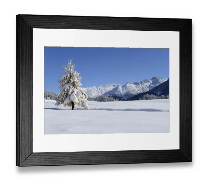 Framed Print : Snow-covered Larch -Larix- in a fresh snow-covered landscape, Silvaplana, Engadine, Grisons, Switzerland, Europe Framed Print : Snow-covered Larch -Larix- in a fresh snow-covered landscape, Silvaplana, Engadine, Grisons, Switzerland, Europe