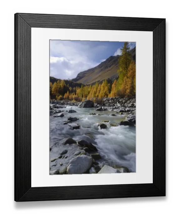 Framed Print : Autumnal coloured Larch -Larix- forest on the Roseg River, Pontresina, Grisons, Engadine, Switzerland, Europe Framed Print : Autumnal coloured Larch -Larix- forest on the Roseg River, Pontresina, Grisons, Engadine, Switzerland, Europe