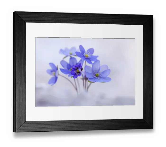 Framed Print : Withering Hepatica, Liverleaf or Liverwort -Hepatica nobilis-, Tyrol, Austria