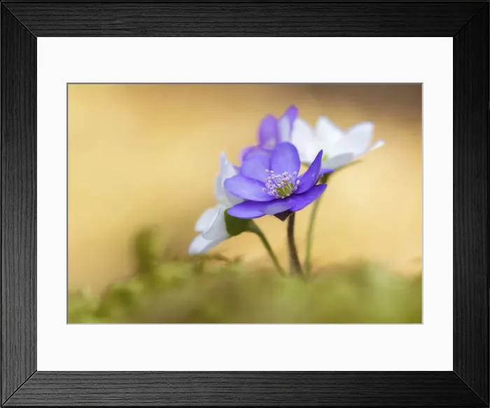 Framed Print : Hepatica, Liverleaf or Liverwort -Hepatica nobilis-, Tyrol, Austria Framed Print : Hepatica, Liverleaf or Liverwort -Hepatica nobilis-, Tyrol, Austria