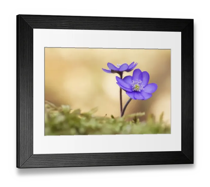 Framed Print : Hepatica, Liverleaf or Liverwort -Hepatica nobilis-, Tyrol, Austria Framed Print : Hepatica, Liverleaf or Liverwort -Hepatica nobilis-, Tyrol, Austria
