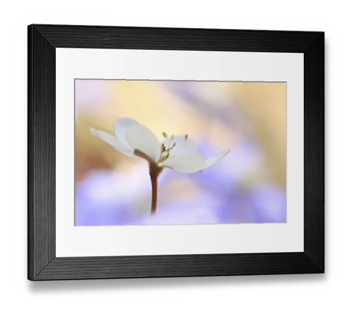 Framed Print : Hepatica, Liverleaf or Liverwort -Hepatica nobilis-, Tyrol, Austria Framed Print : Hepatica, Liverleaf or Liverwort -Hepatica nobilis-, Tyrol, Austria