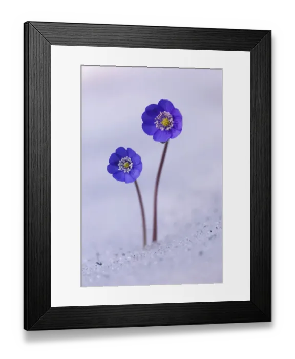 Framed Print : Hepatica, Liverleaf or Liverwort -Hepatica nobilis- growing in the snow, Tyrol, Austria Framed Print : Hepatica, Liverleaf or Liverwort -Hepatica nobilis- growing in the snow, Tyrol, Austria