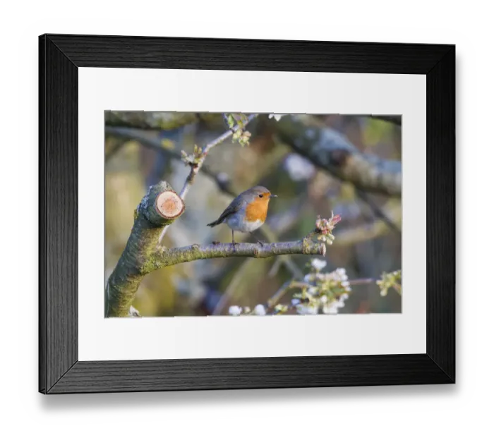 Framed Print : Robin -Erithacus rubecula-, perched on a twig, Fuldabruck, Fuldabruck, Hesse, Germany Framed Print : Robin -Erithacus rubecula-, perched on a twig, Fuldabruck, Fuldabruck, Hesse, Germany
