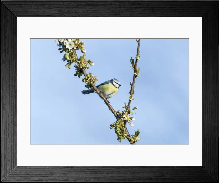 Framed Print : Blue Tit -Cyanistes caeruleus syn Parus caeruleus-, Fuldabruck, Hesse, Germany Framed Print : Blue Tit -Cyanistes caeruleus syn Parus caeruleus-, Fuldabruck, Hesse, Germany