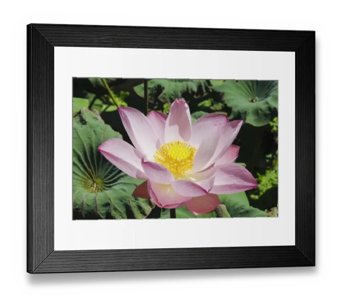 Framed Print : Lotus or Indian Lotus -Nelumbo nucifera-, flower, Ubud, Bali, Indonesia Framed Print : Lotus or Indian Lotus -Nelumbo nucifera-, flower, Ubud, Bali, Indonesia